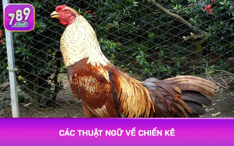 Các thuật ngữ về chiến kê