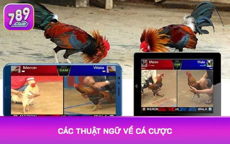 Các thuật ngữ về cá cược